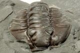 Enrolled Flexicalymene Trilobite In Shale - Mt. Orab, Ohio - #201095-1
